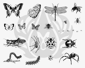 Mayco Designer Silk Screen Bugs