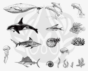Mayco Designer Silk Screen Sea Life 2