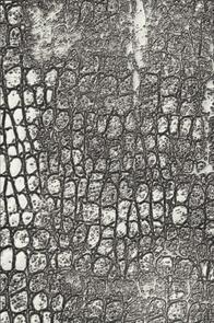 Sizzix 3-D Texture Fades Embossing Folder Reptile by Tim Holtz