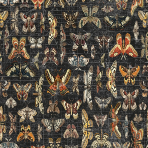 Free Spirit Tim Holtz Electic Elements - Palette Seasonal || Halloween Moth Study