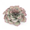 Sizzix Framelits Die Set 5PK - Large Succulent